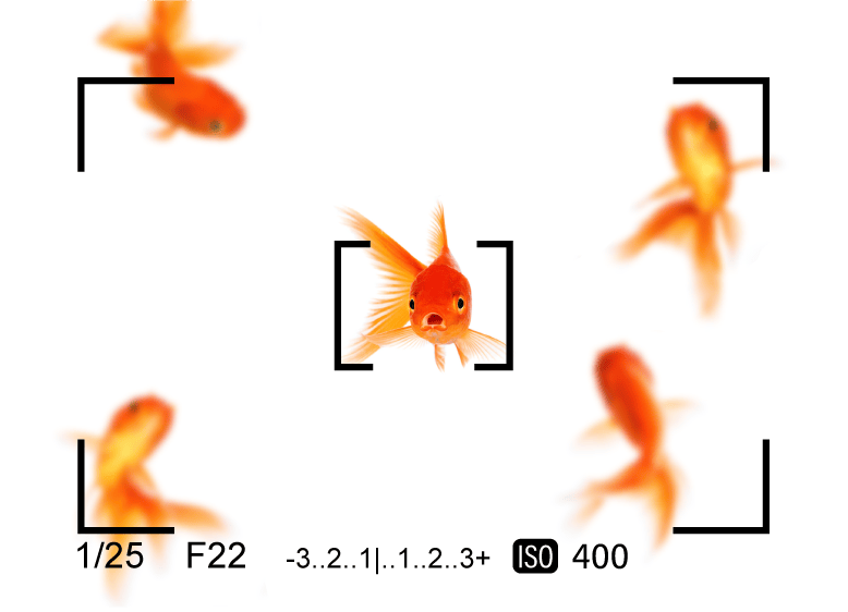goldfish marketing image