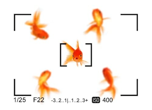 Goldfish on white background with camera lens around